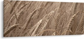Tablou - Câmpul de aur (120x50 cm)