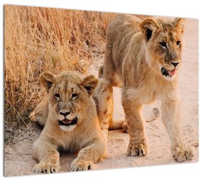 Tablou cu pui de leu (70x50 cm), în 40 de alte dimensiuni noi