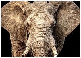 Tablou pe sticlă - Elefant african (70x50 cm)
