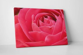 Tablou canvas : Petale de trandafir