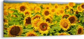 Tablou - Floarea-soarelui (120x50 cm)