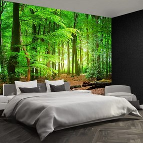 Fototapet Spring Forest