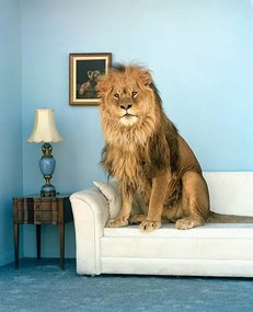 Fotografie Lion sitting on couch, Matthias Clamer