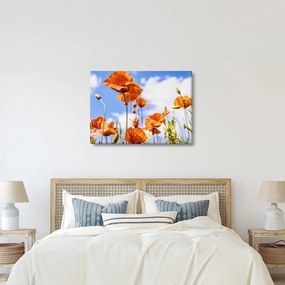 Tablou cu macii (70x50 cm)
