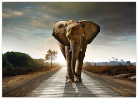 Tablou cu elefant (70x50 cm)