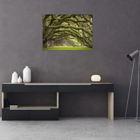 Tablou pe sticlă - Oaks Avenue, Charleston, Carolina de Sud, SUA (70x50 cm)
