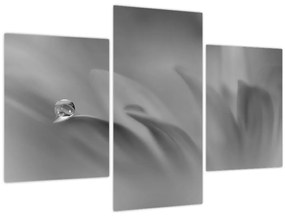 Tablou - Picătură pe floare,alb-negru (90x60 cm)