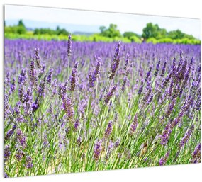 Tablou pe sticlă - Lavandă în câmp (70x50 cm)