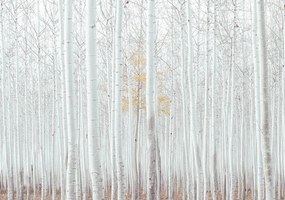 Fototapet - Pădure - albă (254x184 cm), în 8 de alte dimensiuni noi