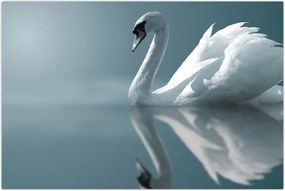 Tablou -Lebădă albă (90x60 cm)