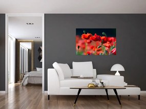 Tablou - flori de maci (90x60 cm)