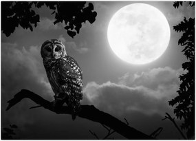 Tablou - Bufniță de noapte, alb și negru (70x50 cm)