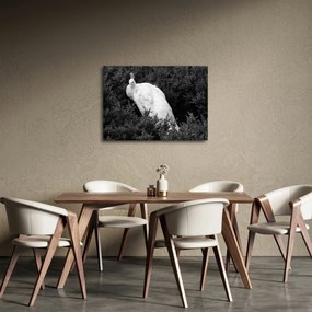 Tablou - Păun,alb-negru (70x50 cm)