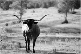 Tablou - Vacă,alb-negru (90x60 cm)