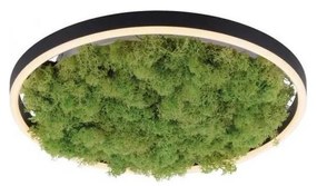 Plafonieră LED dimabilă JUST LIGHT. 15391-66 GREEN RITU LED/20W/230V