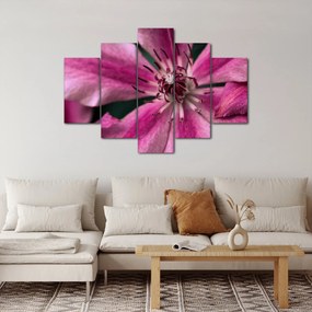 Tablou cu floarea roz de clematis (150x105 cm)
