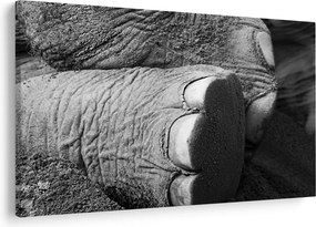 Tablou - Picior de elefant (90x60 cm)