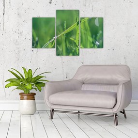 Tablou cu picături de rouă (90x60 cm)