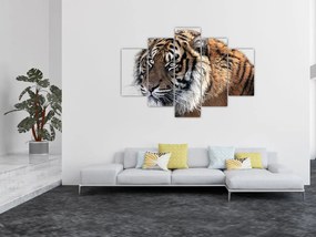 Tablou cu tigrul (150x105 cm)