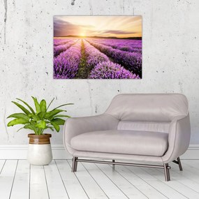 Tablou - Răsărit de soare în câmp de lavandă (70x50 cm)