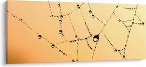 Tablou cu pânză de pâianjen cu rouă (120x50 cm)
