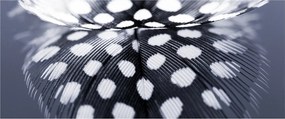 Tablou - Pană (120x50 cm)
