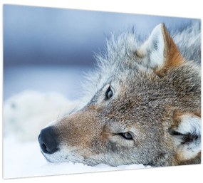 Tablou - Lup (70x50 cm)