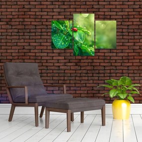 Tablou - Buburuza (90x60 cm)