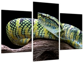 Tablou - Șarpele cu clopoței al lui Wagler (90x60 cm)