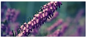 Tablou cu lavanda (120x50 cm)