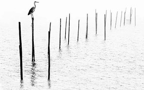 Fotografie Gray heron sitting on pole of fish trap in fog, RelaxFoto.de