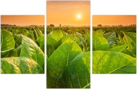 Tablou - Câmp (90x60 cm)