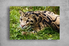 Tablouri Canvas Animale - Leopard in iarba