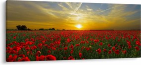Tablou cu câmp cu maci (120x50 cm)