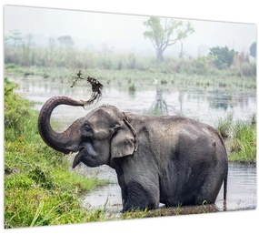 Tablou pe sticlă - Elefant de scăldat (70x50 cm)