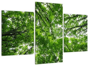 Tablou - privire în coroanele pomilor (90x60 cm)