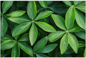 Tablou - Frunze cu picături de rouă (90x60 cm)