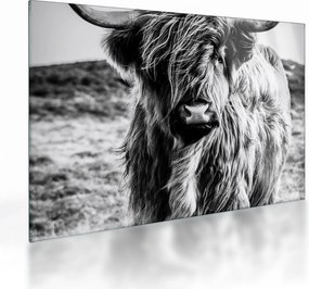 Tablou pe sticlă - Highland - vacă scoțiană (70x50 cm)