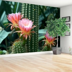 Fototapet Cactus Flower