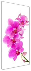 Tablou sticlă Orhidee roz