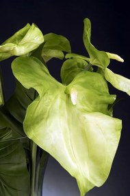 Aranjament floral design LUX ANTHURIUM 1141343.95