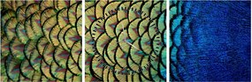 Tablou - Pene de păun (cu ceas) (90x30 cm)