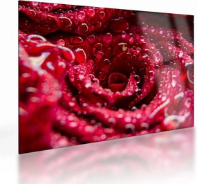 Tablou pe sticlă cu floarea trandafirului roșu (70x50 cm)