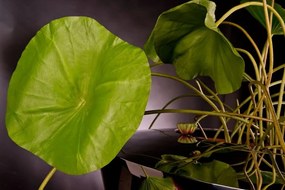 Aranjament floral design LUX, NELUMBO DANCE 200cm 1141485.60