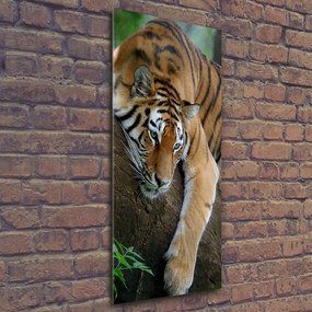 Tablou pe sticlă acrilică Tiger pe un copac