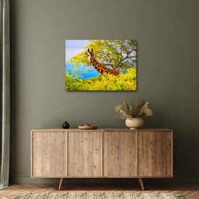Tablou - Girafa în Africa (70x50 cm)