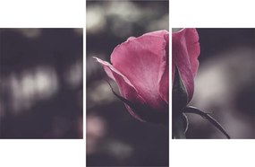 Tablou - Detaliu florii de trandafir (90x60 cm)
