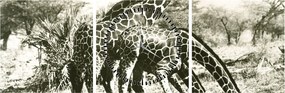 Tablou - Girafe, de epocă (cu ceas) (90x30 cm)