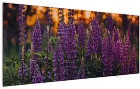 Tablou - Flori de lupin (120x50 cm)
