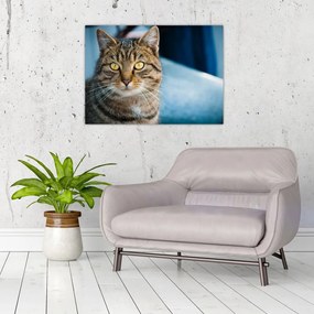 Tablou pe sticlă - Pisica domestică (70x50 cm)